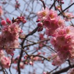 オランダの桜