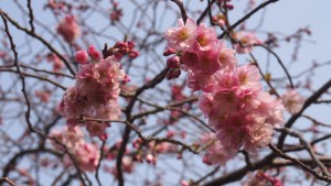 オランダの桜