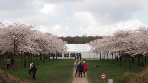 オランダの桜公園