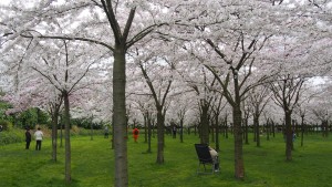 オランダの桜公園