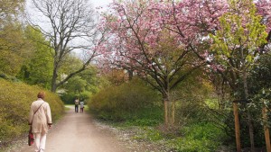 オランダの八重桜